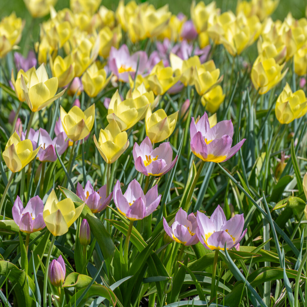 Gemma Tulip Blend from Colorblends