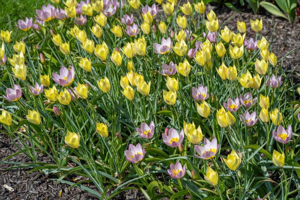 Gemma Tulip Blend growing in a garden