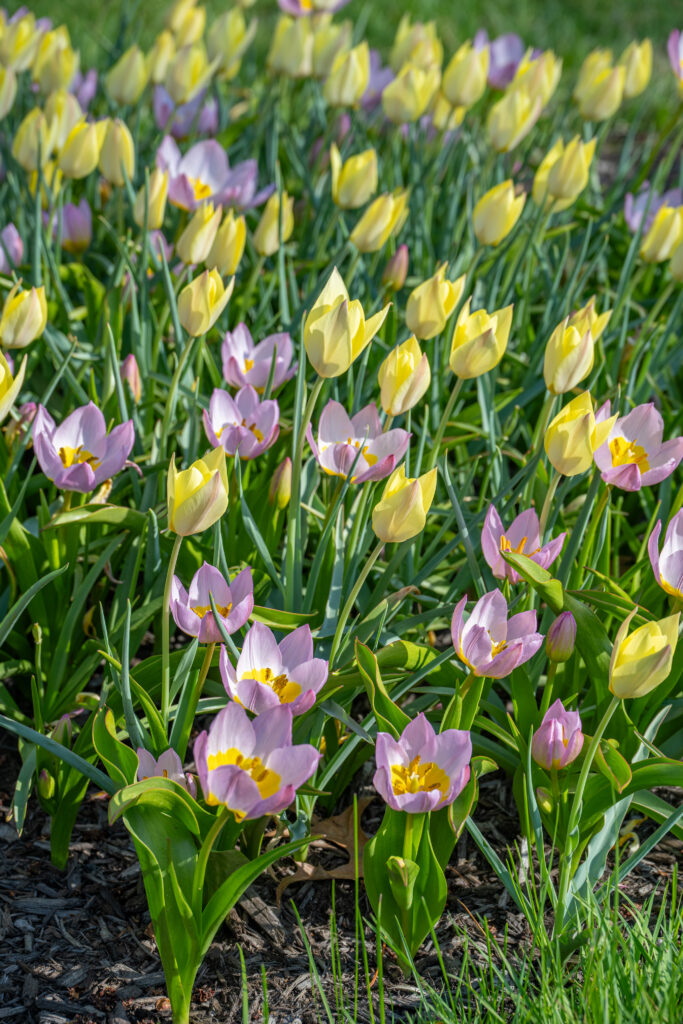 Gemma Tulip Blend of pink and yellow wild tulips