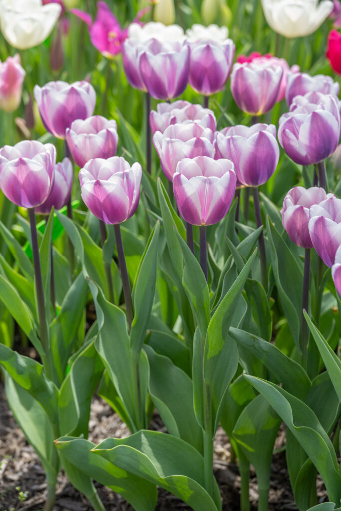 Librije Tulips with dark stems