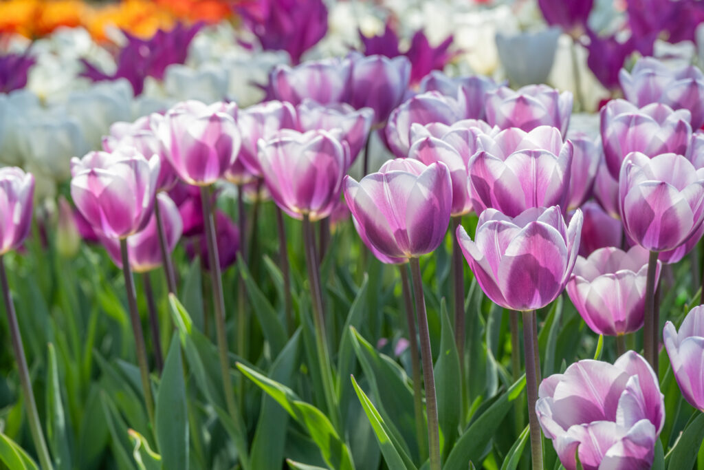 Librije Tulips in full sun