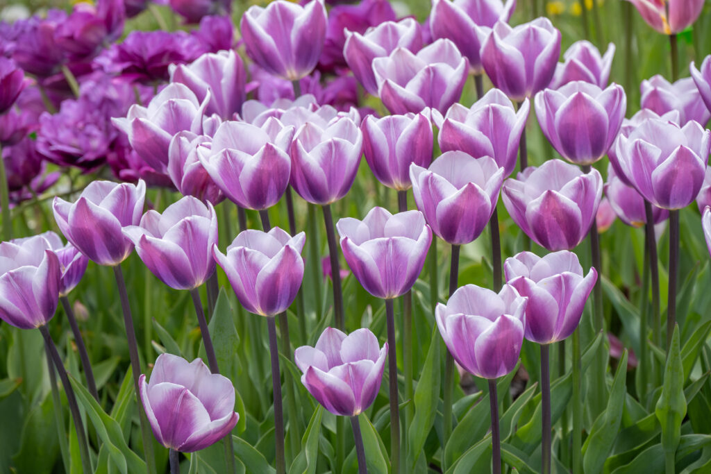 Librije Tulips growing in a landscape