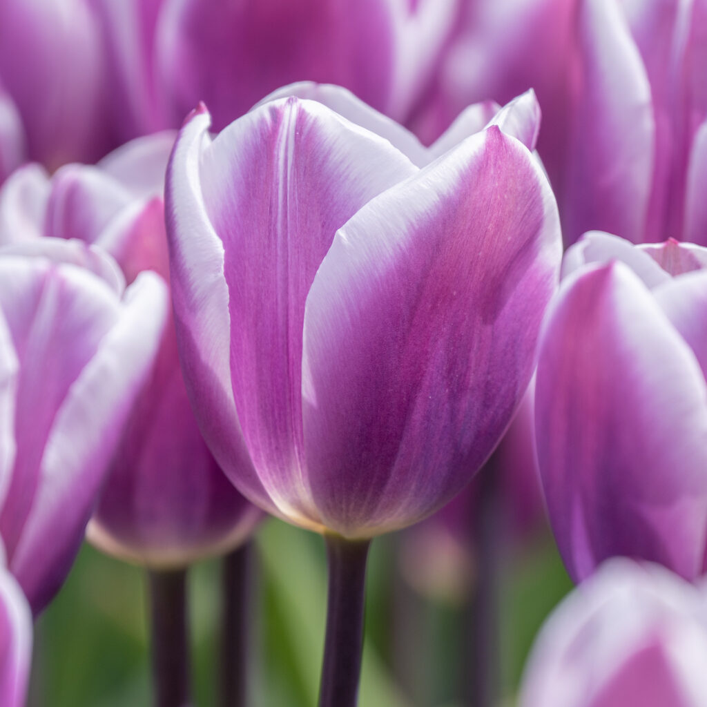 Librije Tulips from Colorblends