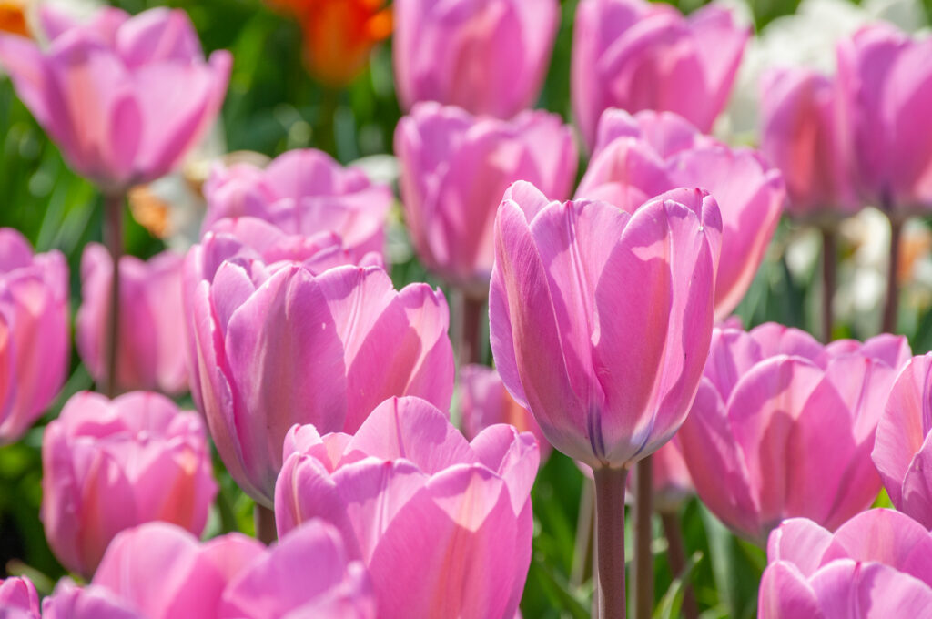 Janis Joplin tulips in the sun