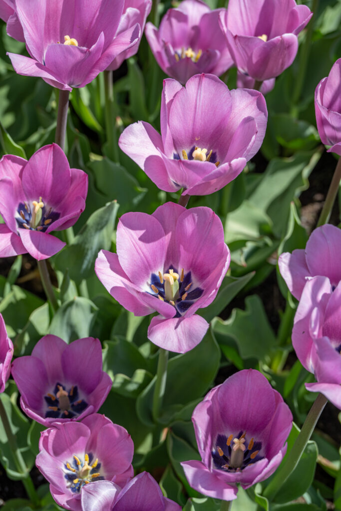 Janis Joplin Tulips from above