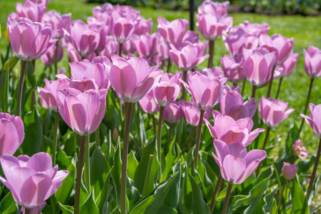 Janis Joplin Tulips growing in a garden