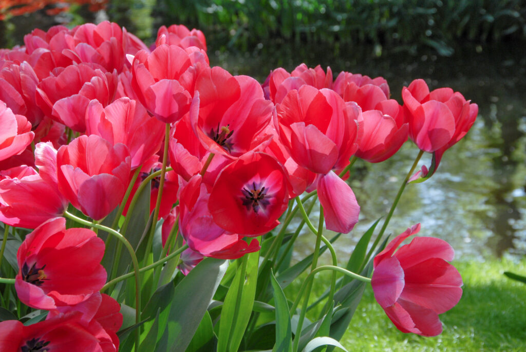 Acropolis Tulips growing near water