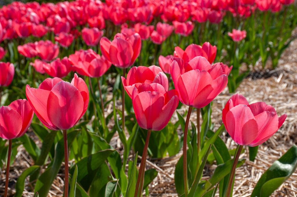 Acropolis Tulips growing in a field