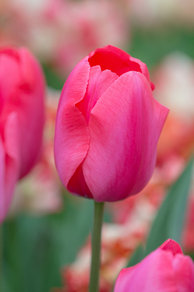 Acropolis Tulips in close up