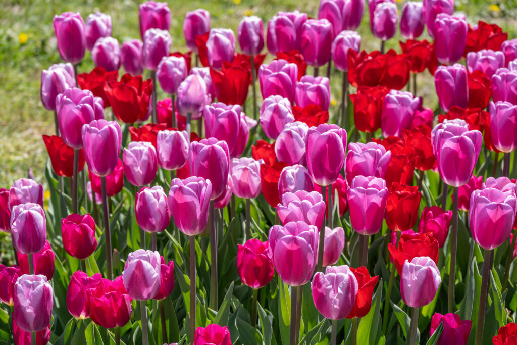 Heartfelt Tulip Blend in the sun