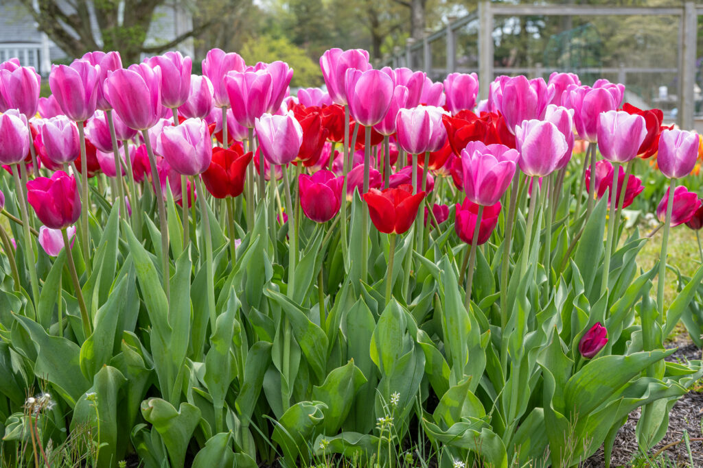 Heartfelt Tulip Blend shown growing from the ground up