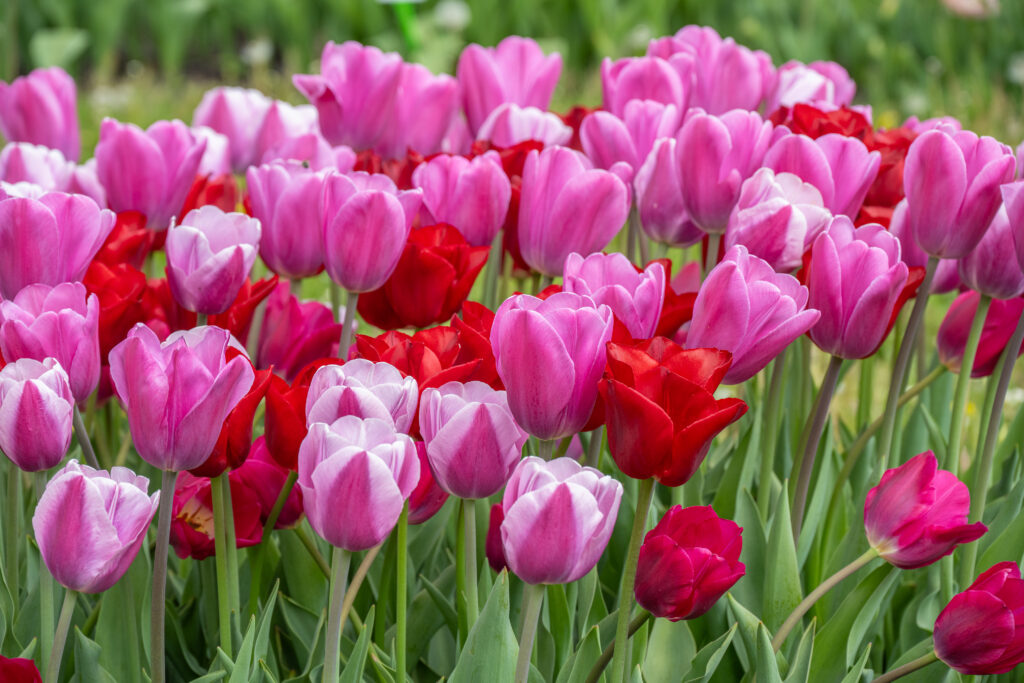 Heartfelt Tulip Blend growing in a garden