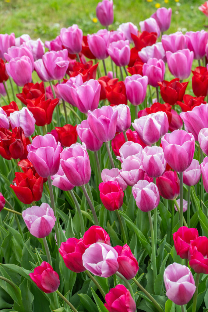 Heartfelt Tulip blend of pink and red flowers
