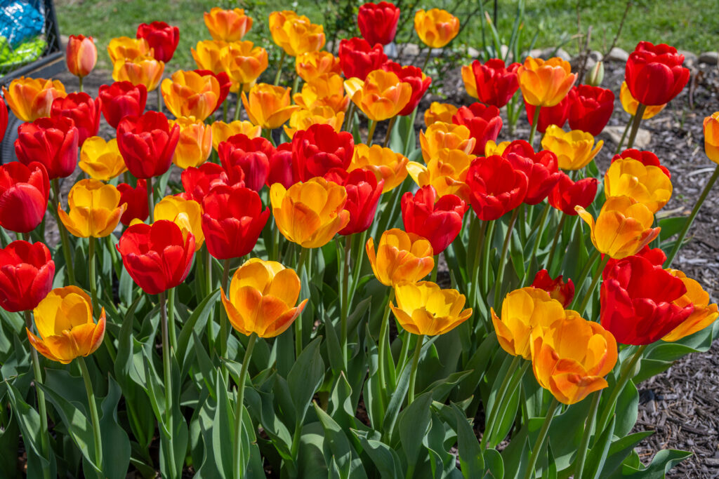 Warm Spell Tulip Blend growing in a landscape