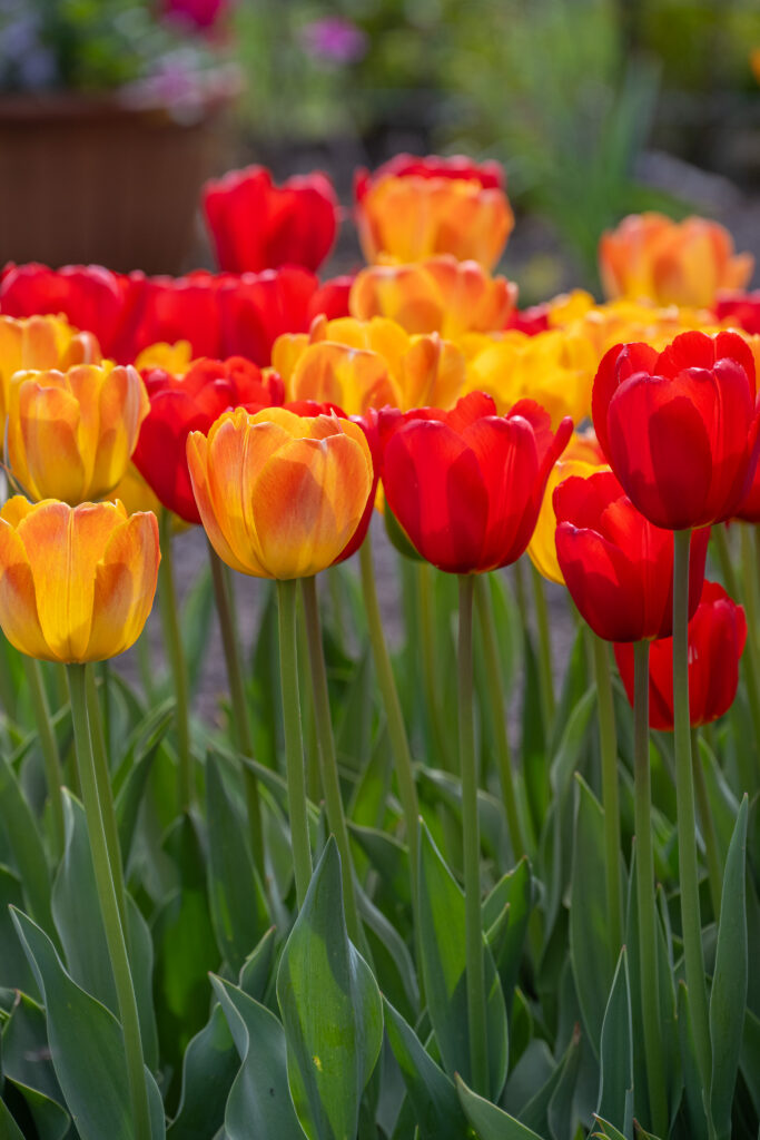 Warm Spell Tulip Blend shown from the stem up