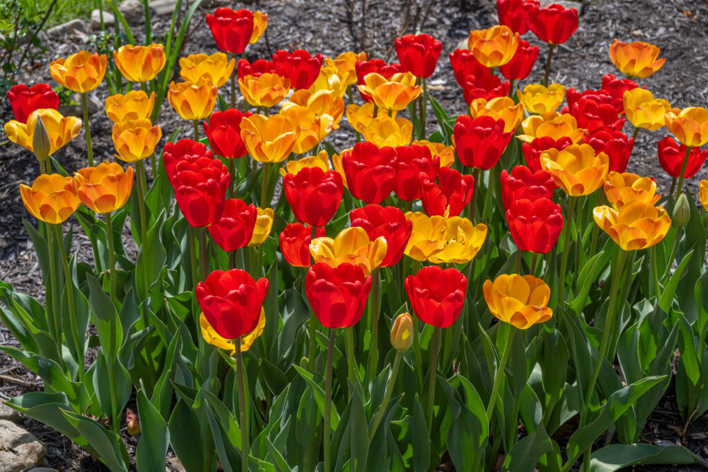 Warm Spell Tulip Blend of red and yellow-orange flowers glowing in the sun