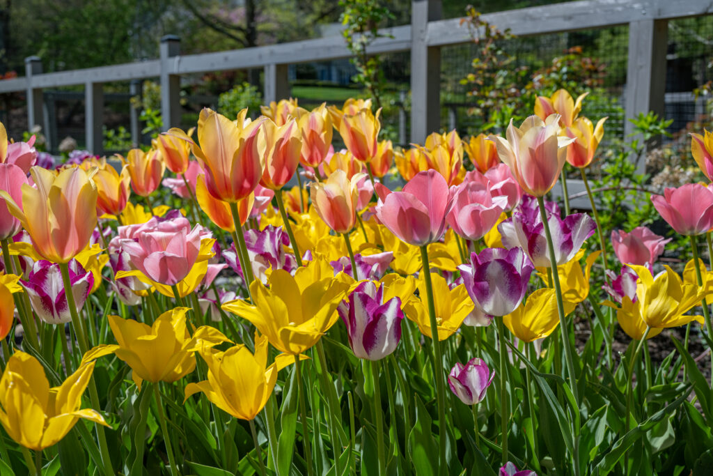 Victoria Tulip Blend growing next to a fence