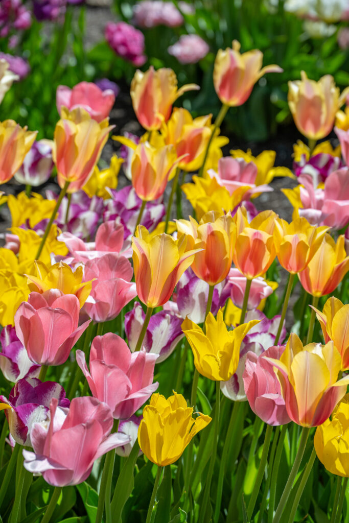 Victoria Tulip Blend in the sun