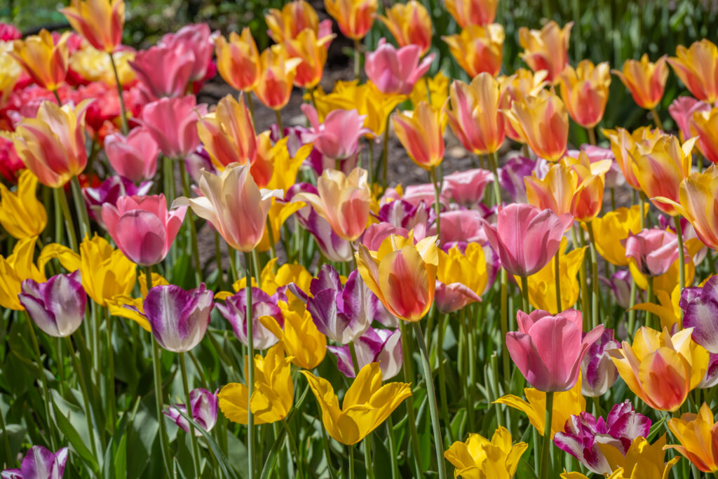 Victoria Tulip Blend of yellow, pink, purple, and white flowers