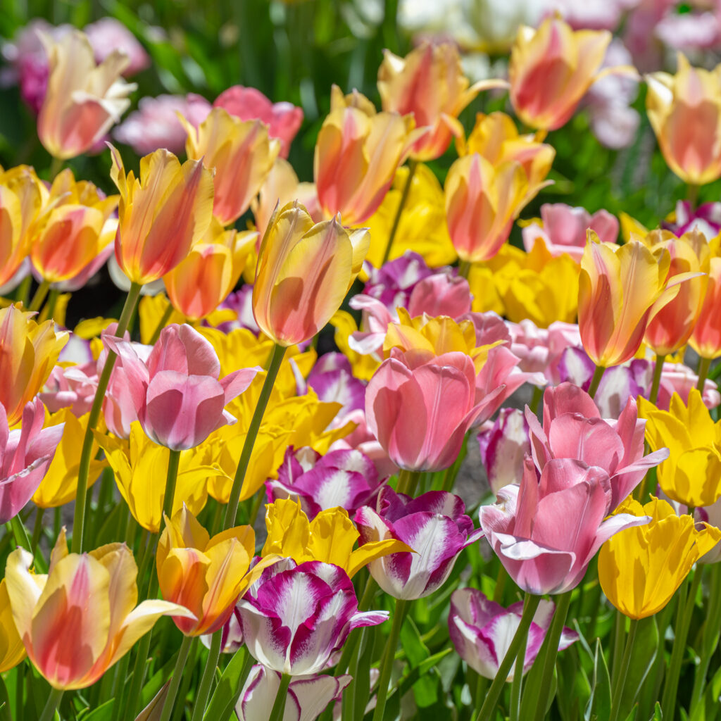 Victoria Tulip Blend from Colorblends