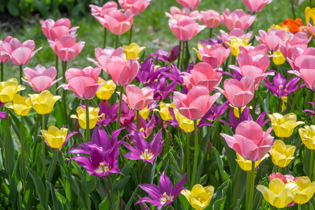 Playday Tulip Blend growing in a landscape
