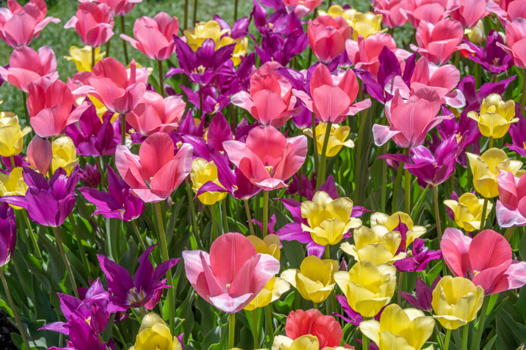 Playday Tulip Blend in the sun