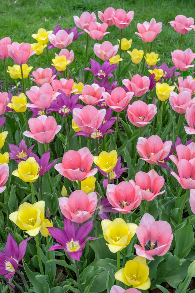 Playday Tulip Blend seen from above