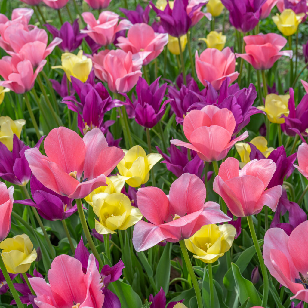 Playday Tulip Blend from Colorblends