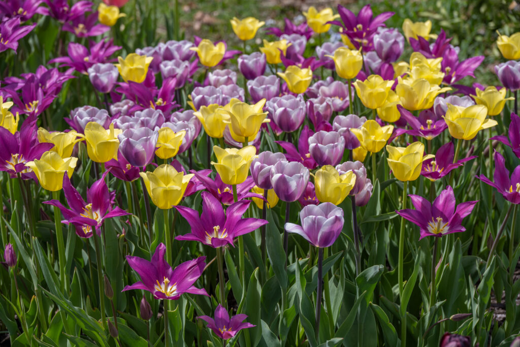 Upwell Tulip Blend of purple, yellow and mauve