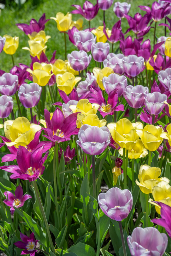 Upwell Tulip Blend growing in a garden