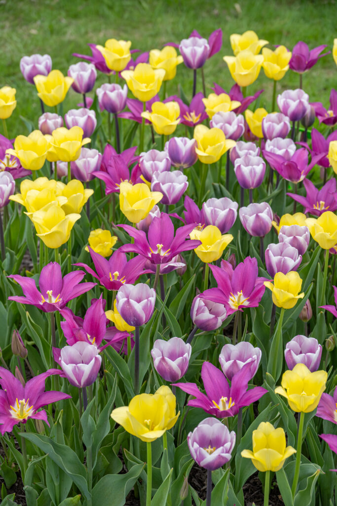 Upwell Tulip blend in a vertical image