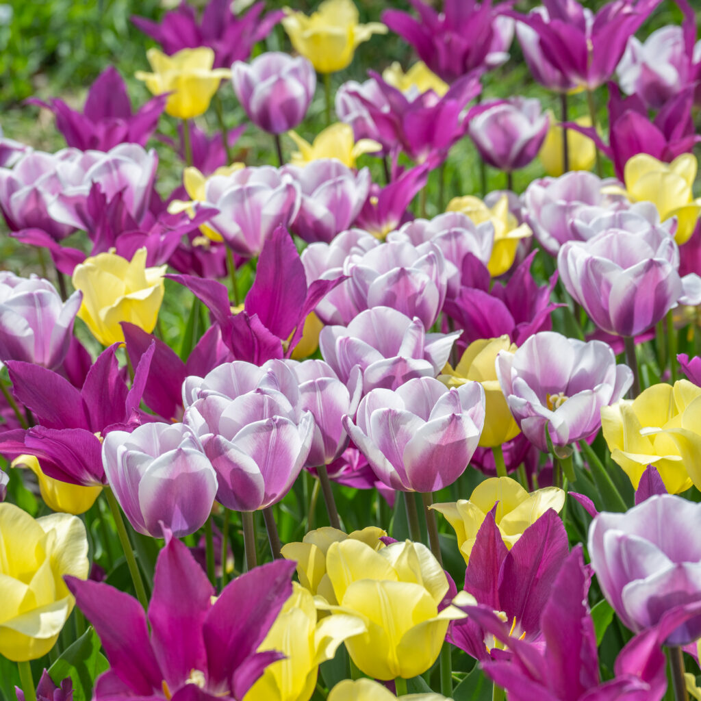 Upwell Tulip Blend from Colorblends