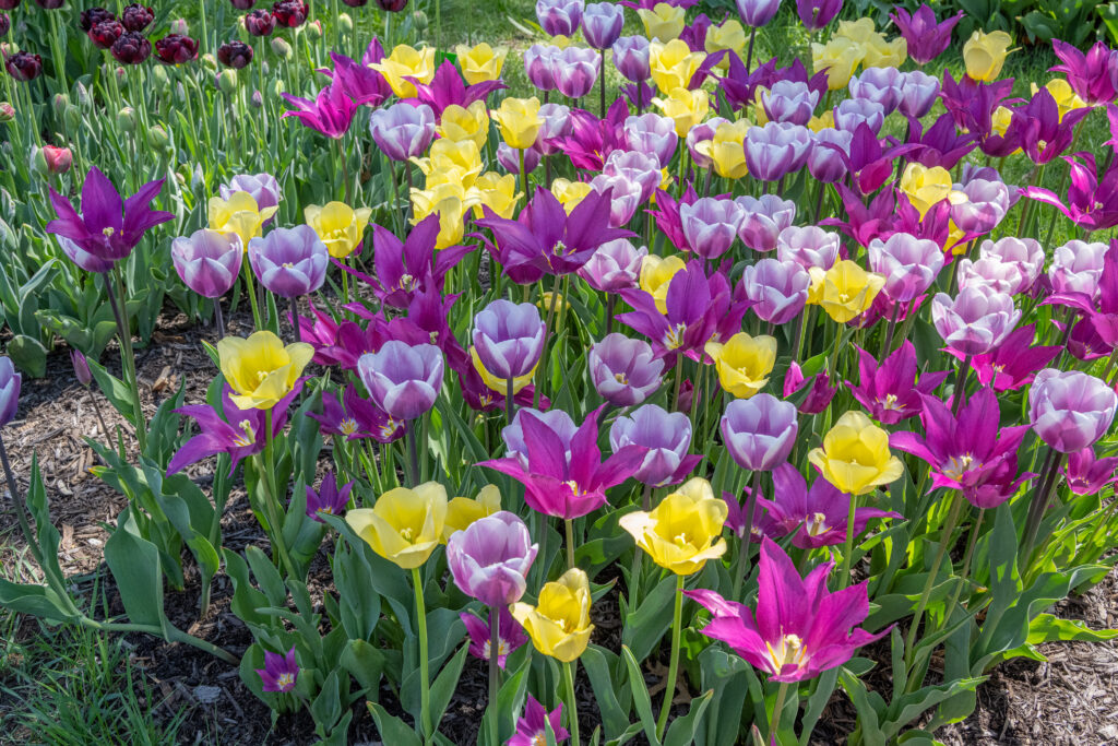 Upwell Tulip Blend growing in the shade
