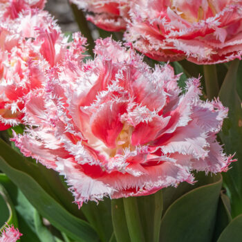 Queensland tulips close-up cropped in a square