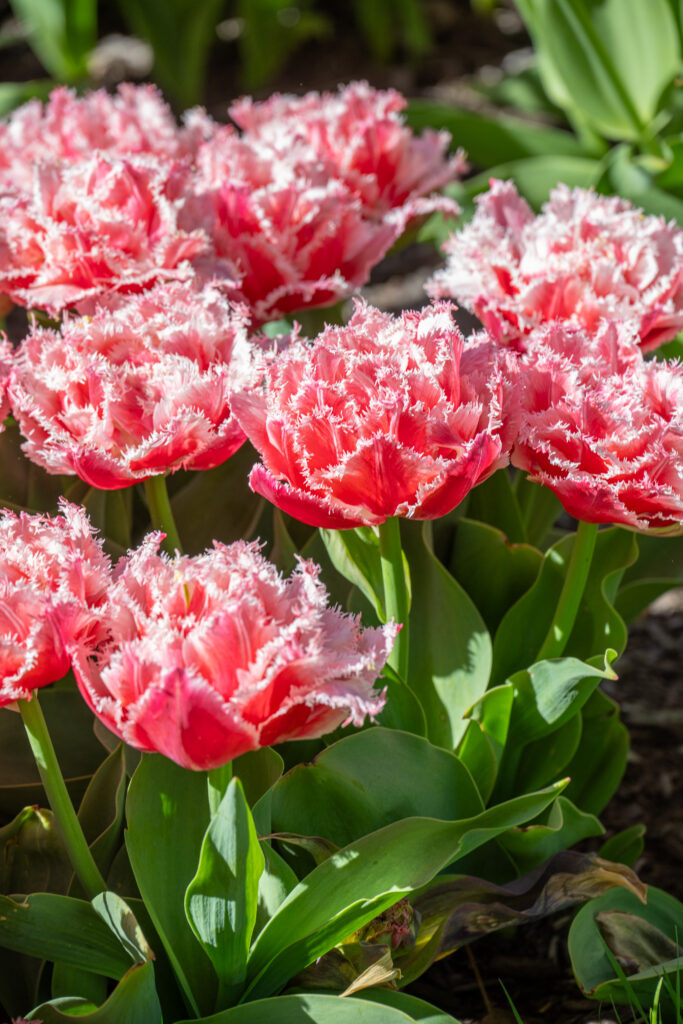 Queensland tulips in bright sunlight