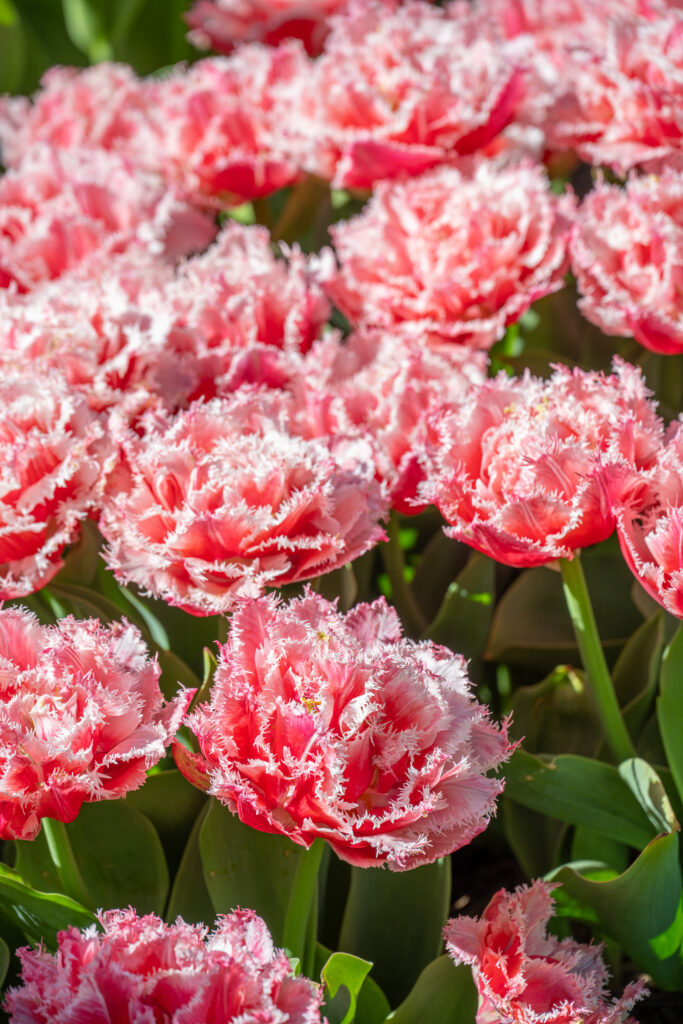 Queensland tulips planted in a cluster