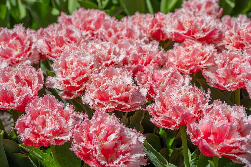 Queensland tulips planted closely together