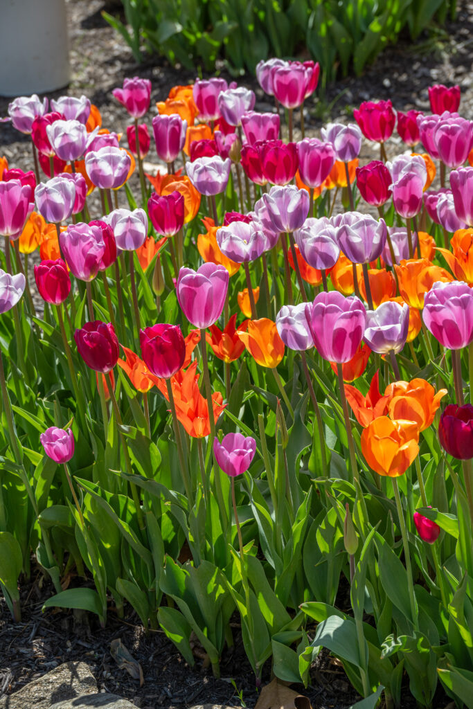 Jolene tulip blend with green foliage in the background