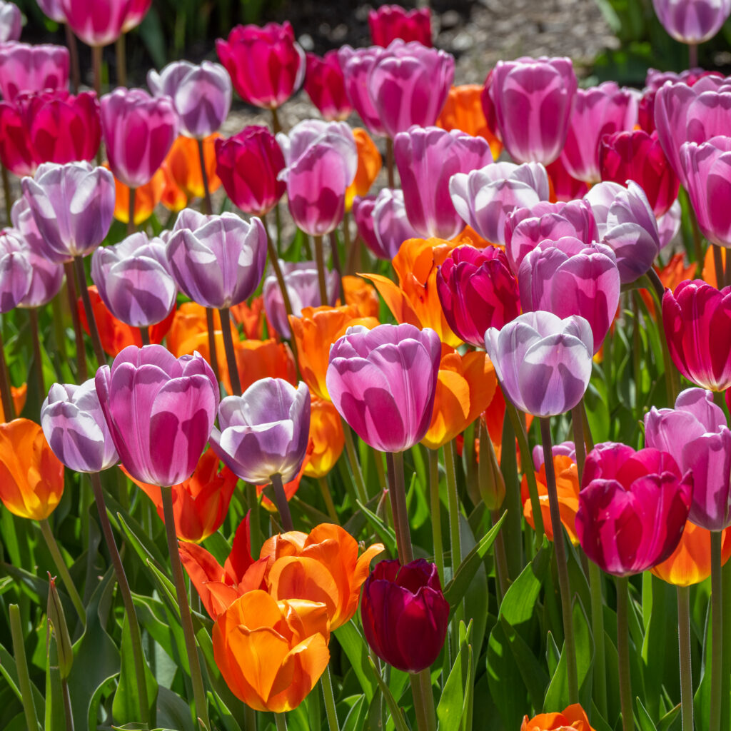 Jolene tulip blend from Colorblends in a square crop