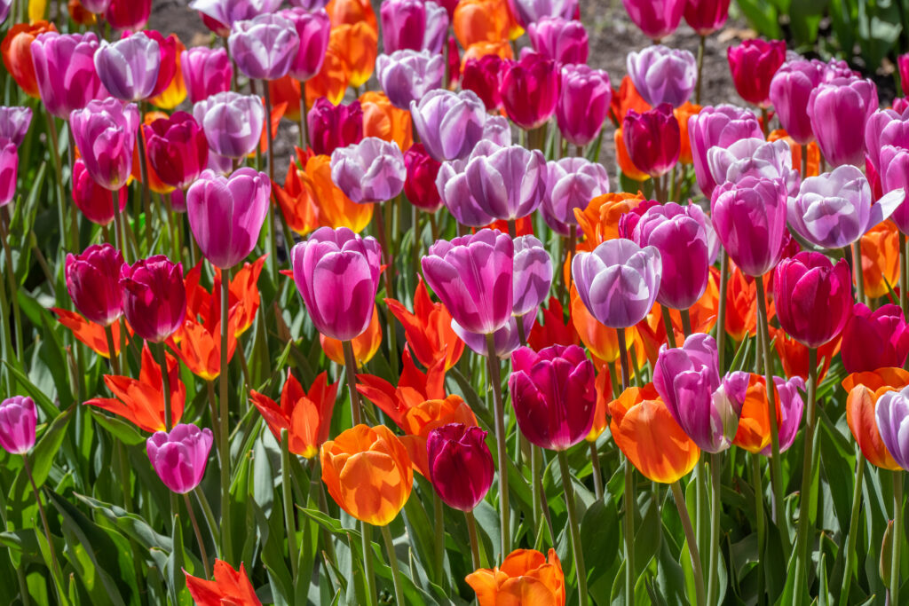 Jolene tulip blend planted close together