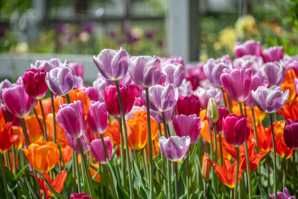 Jolene tulip blend in front of a distant fence