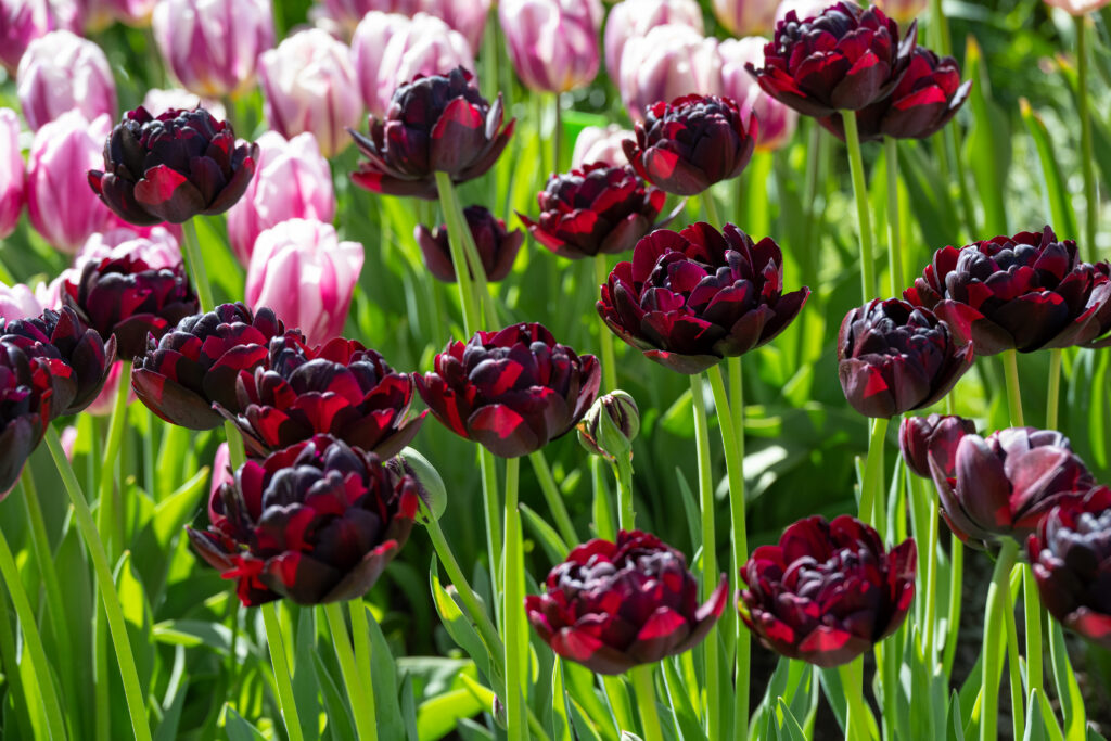 Black Hero tulips with white and pink tulips in the background