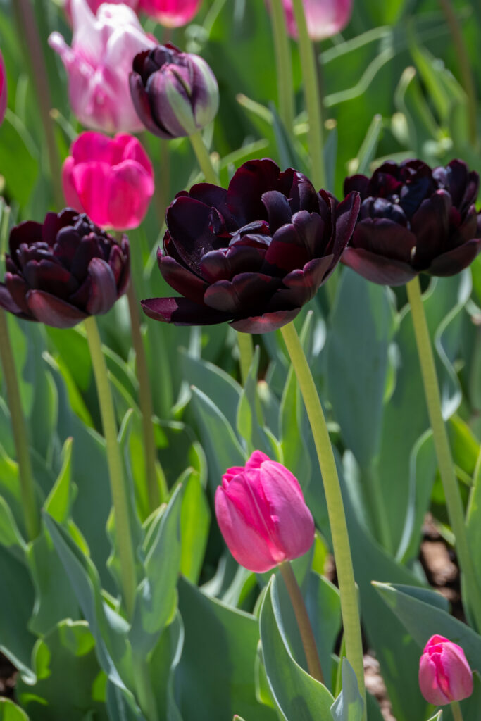 Black Hero tulips with three hot pink tulips around