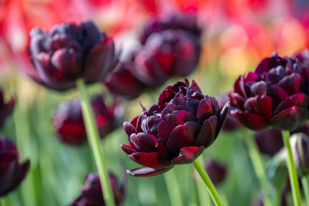 Black Hero tulips in bright sun with reddish flowers in the background