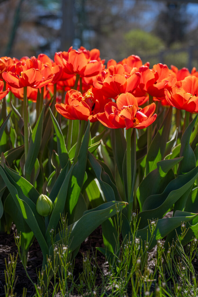 Icoon tulips in bright sunlight