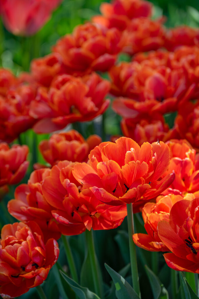 Icoon tulips with one in sunlight and the others in the shade in the background