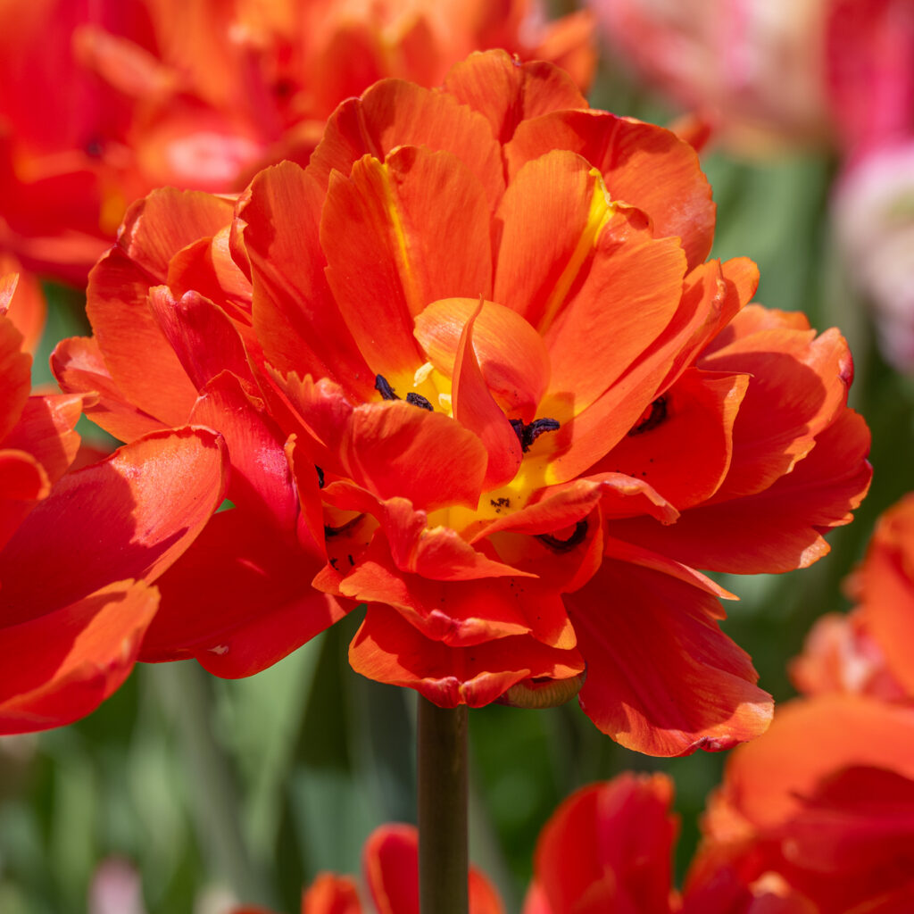 Icoon tulips from Colorblends in a close-up