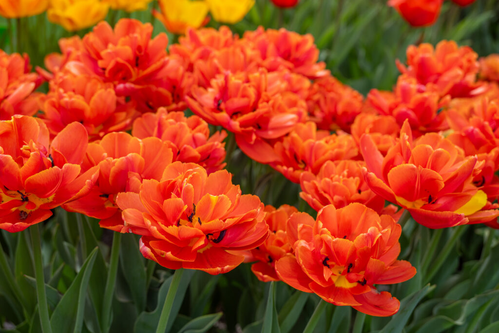 Icoon tulips planted closely together