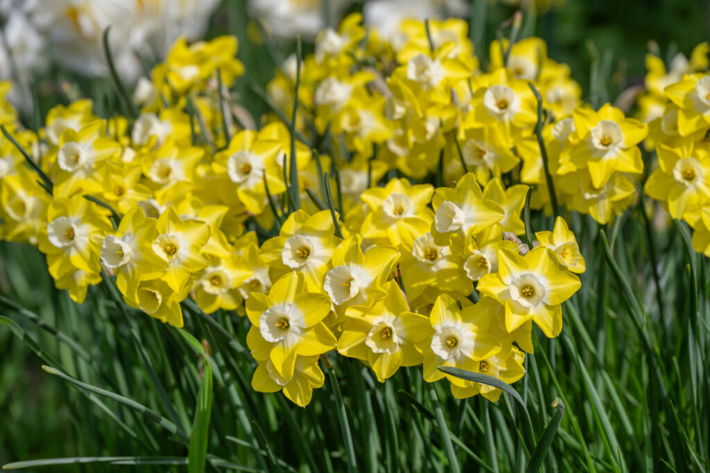 Regeneration daffodils planted closely together
