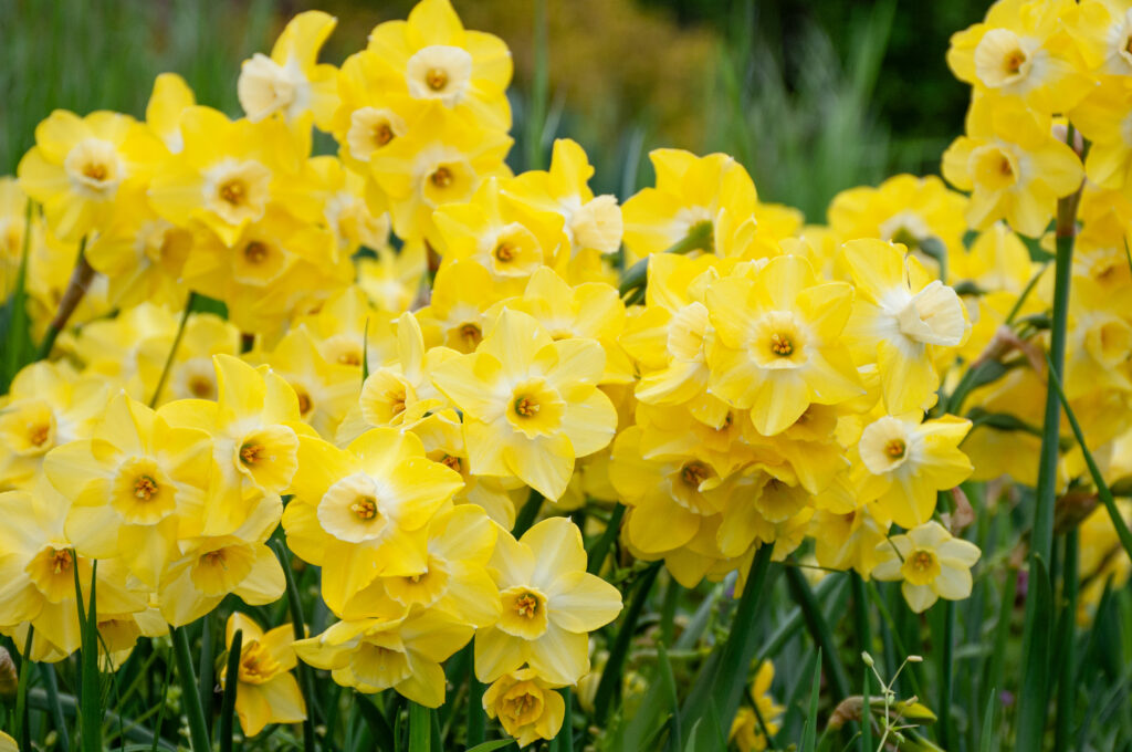 Regeneration daffodils in bright sunlight